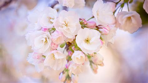 cute spring computer backgrounds|beautiful spring wallpapers for desktop.